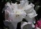 Preview: Rhododendron makinoi2